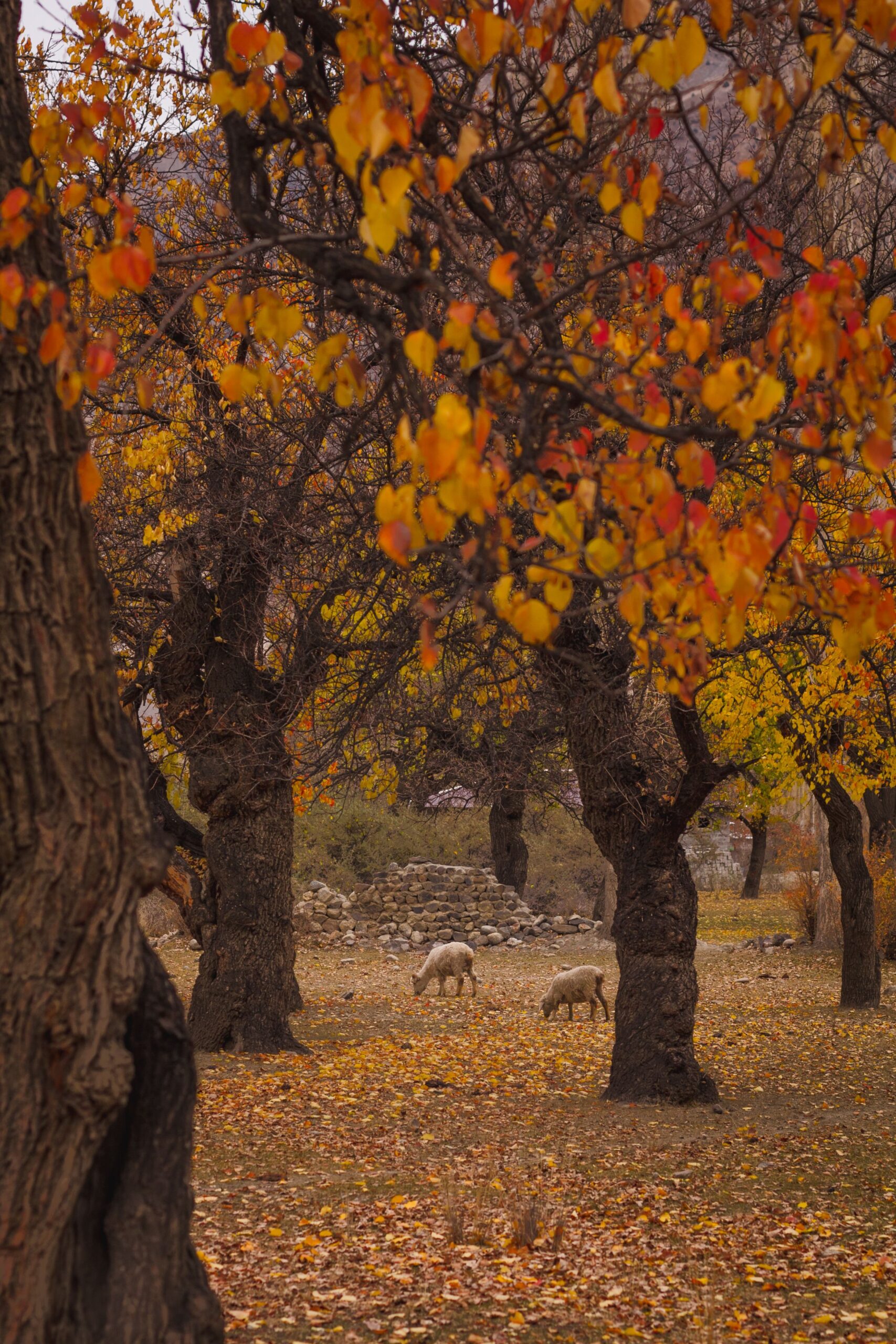 Autumn Skardu